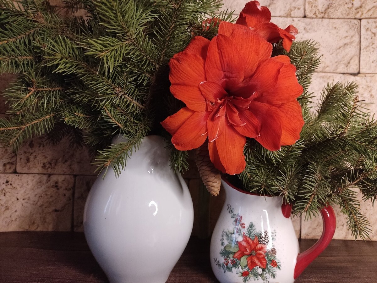 Гиппеаструм, сорт Double Dragon