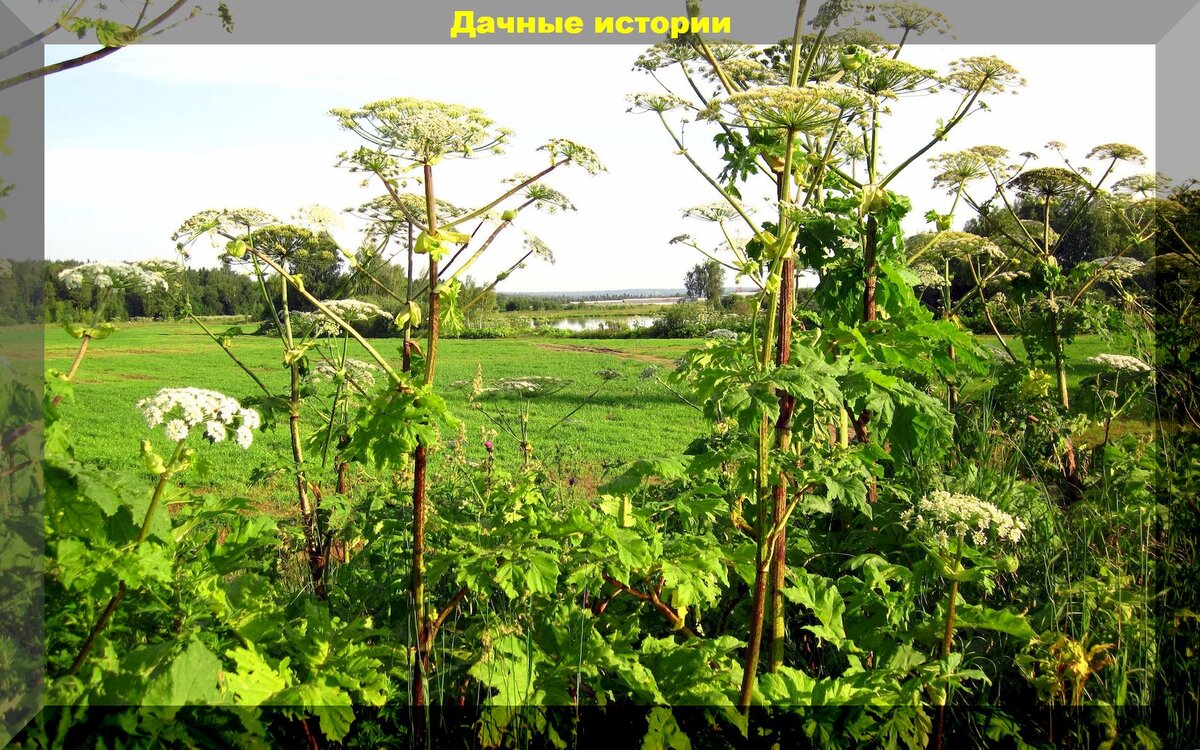 https://vk.com/photo-159774511_457261357. Борщевик Сосновского
