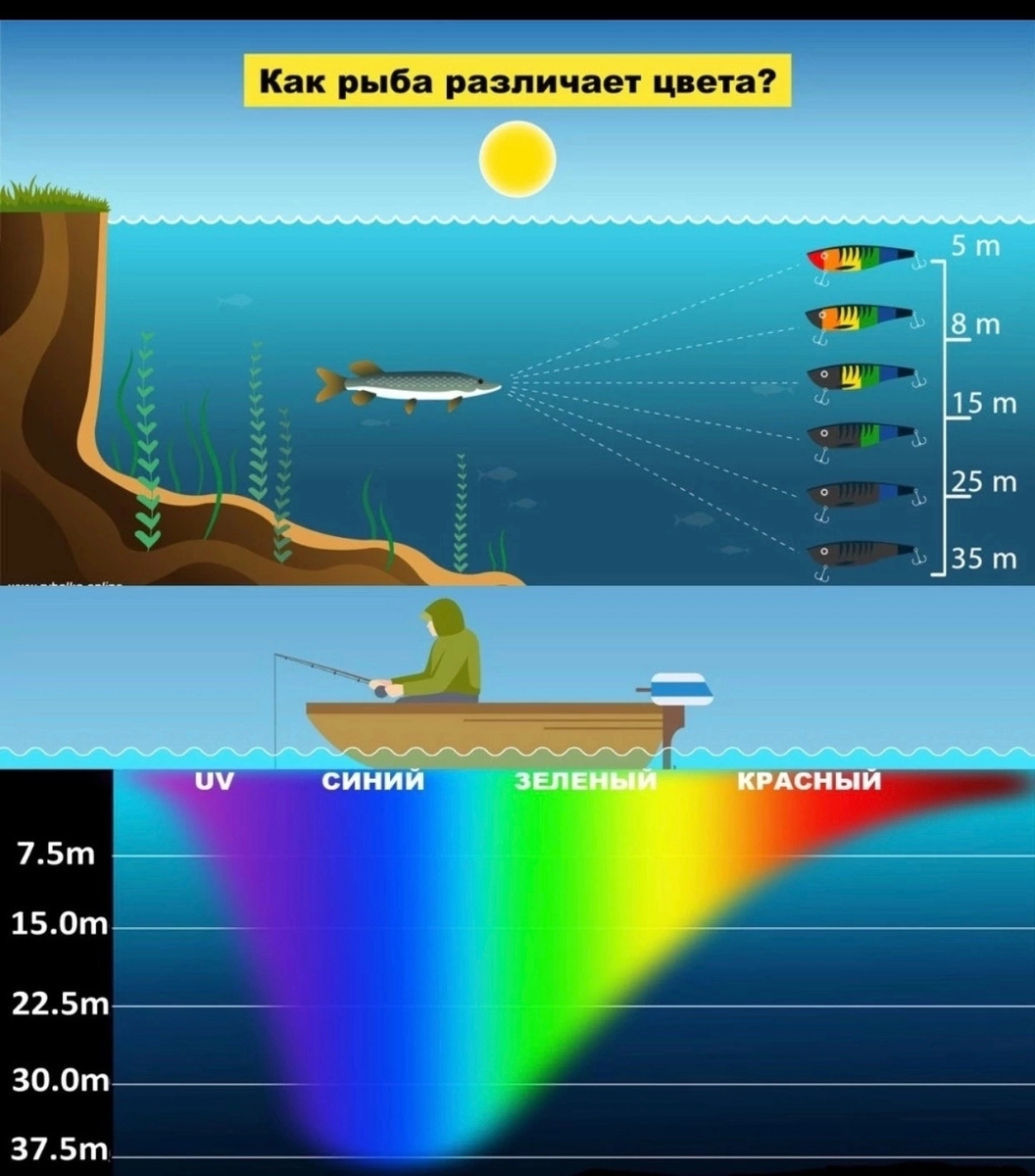 Различает ли рыба цвета. Рыбы различают цвета. Как видит рыба в воде. Как видят рыбы.