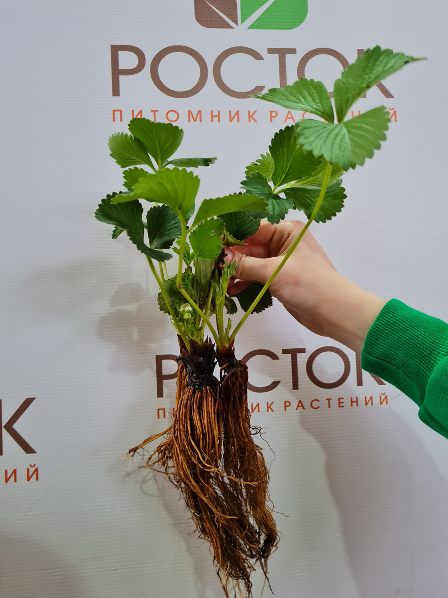 Качественный посадочный материал питомника "Росток"