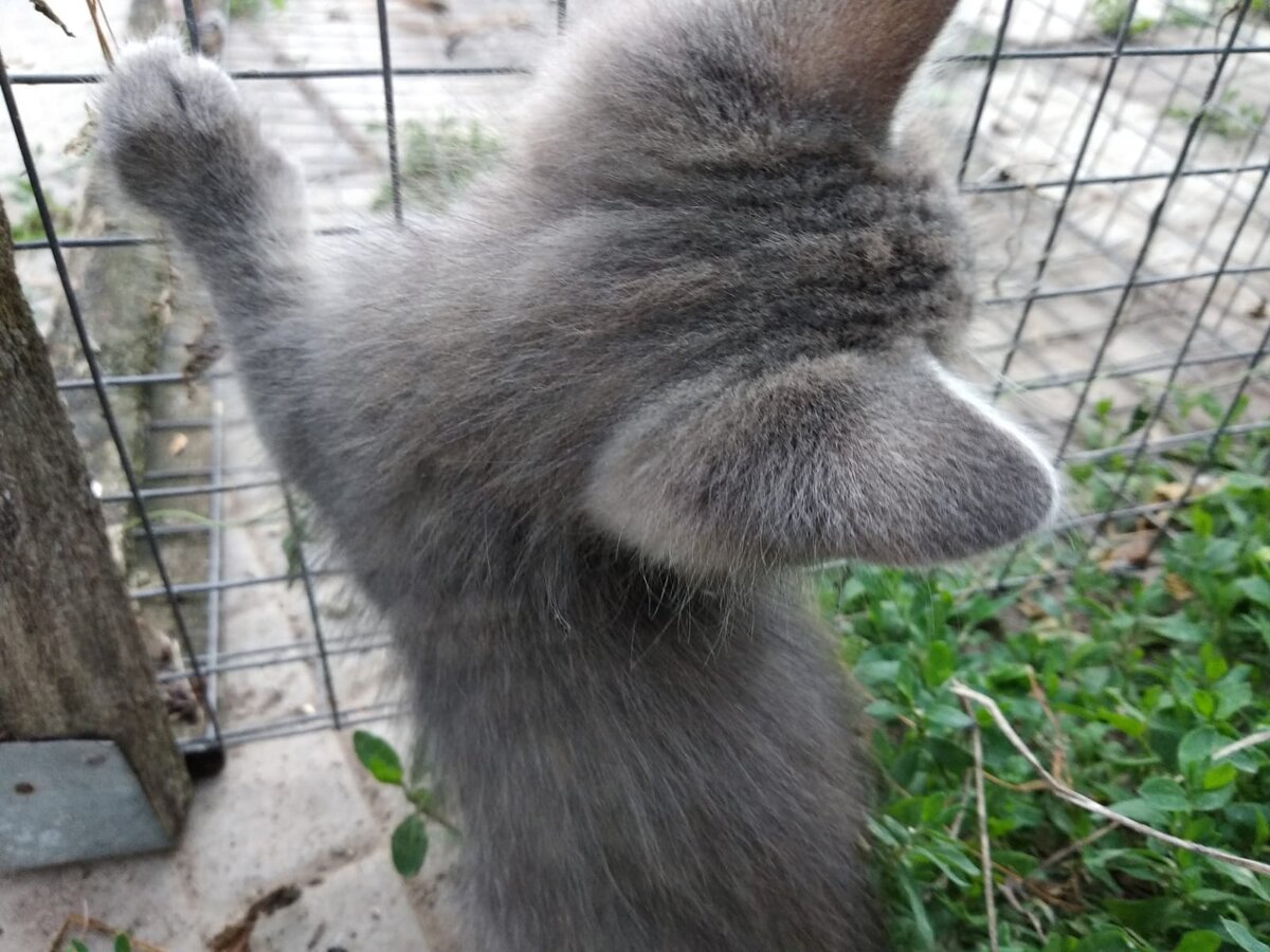 Котик не понял ситуации. Было же открыто. Фото автора. Релакс