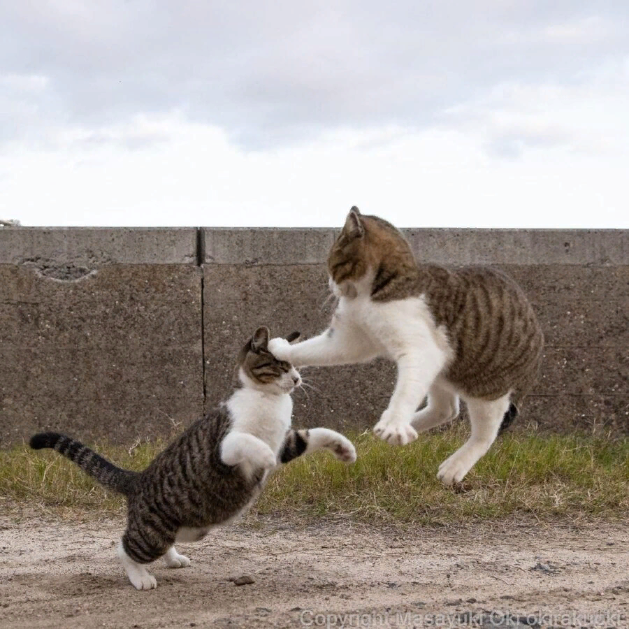 Уверена, вам это понравится! Это подборка фотографий, сделанных японским фотографом Масаюки Оки. Видимо, этот Масаюки любит кошек не меньше, чем мы с вами!-4