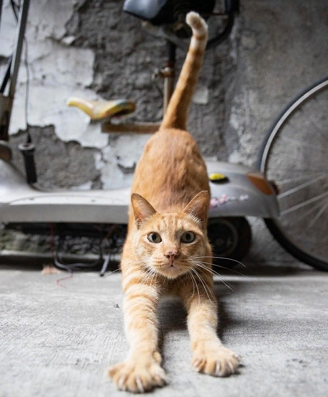 Уверена, вам это понравится! Это подборка фотографий, сделанных японским фотографом Масаюки Оки. Видимо, этот Масаюки любит кошек не меньше, чем мы с вами!-13