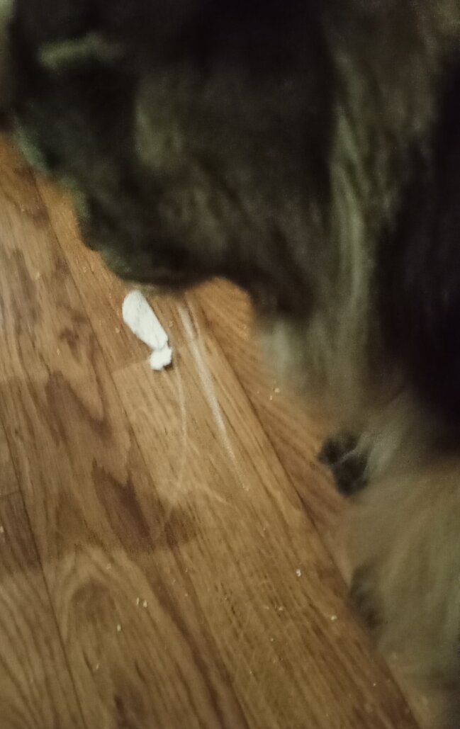 Фрагмент Зондаля ну очень крупным планом. Он хищно примеривается к очередному обрывку.