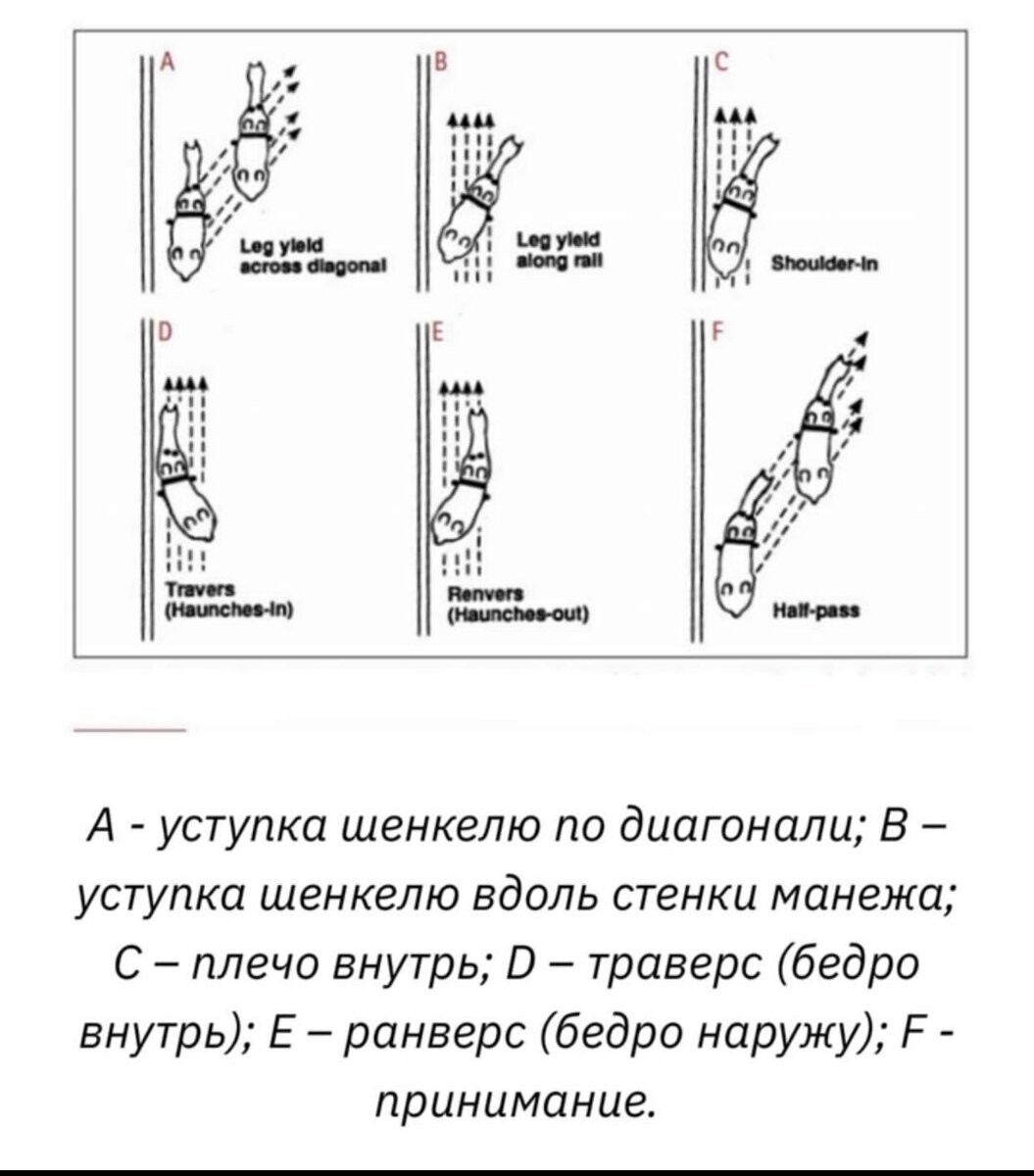 Латеральное движение. Уступка шенкелю. Усилитель шенкеля. Внутренний Шенкель и внешний Шенкель. Пробой бокового движения.