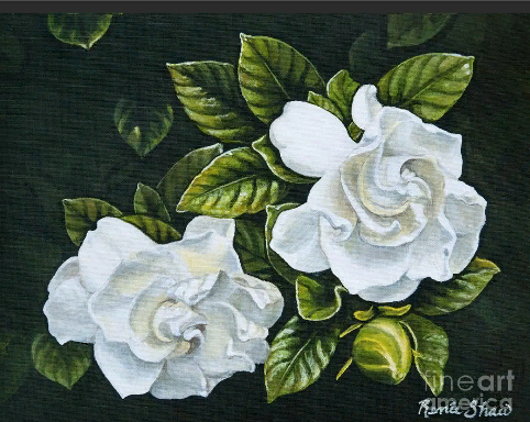 Взято из свободных источников. Любимые цветы мерзавки Мурчин. 