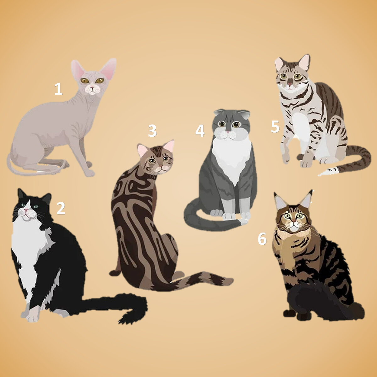 Быстрый тест «Моя кошечка»