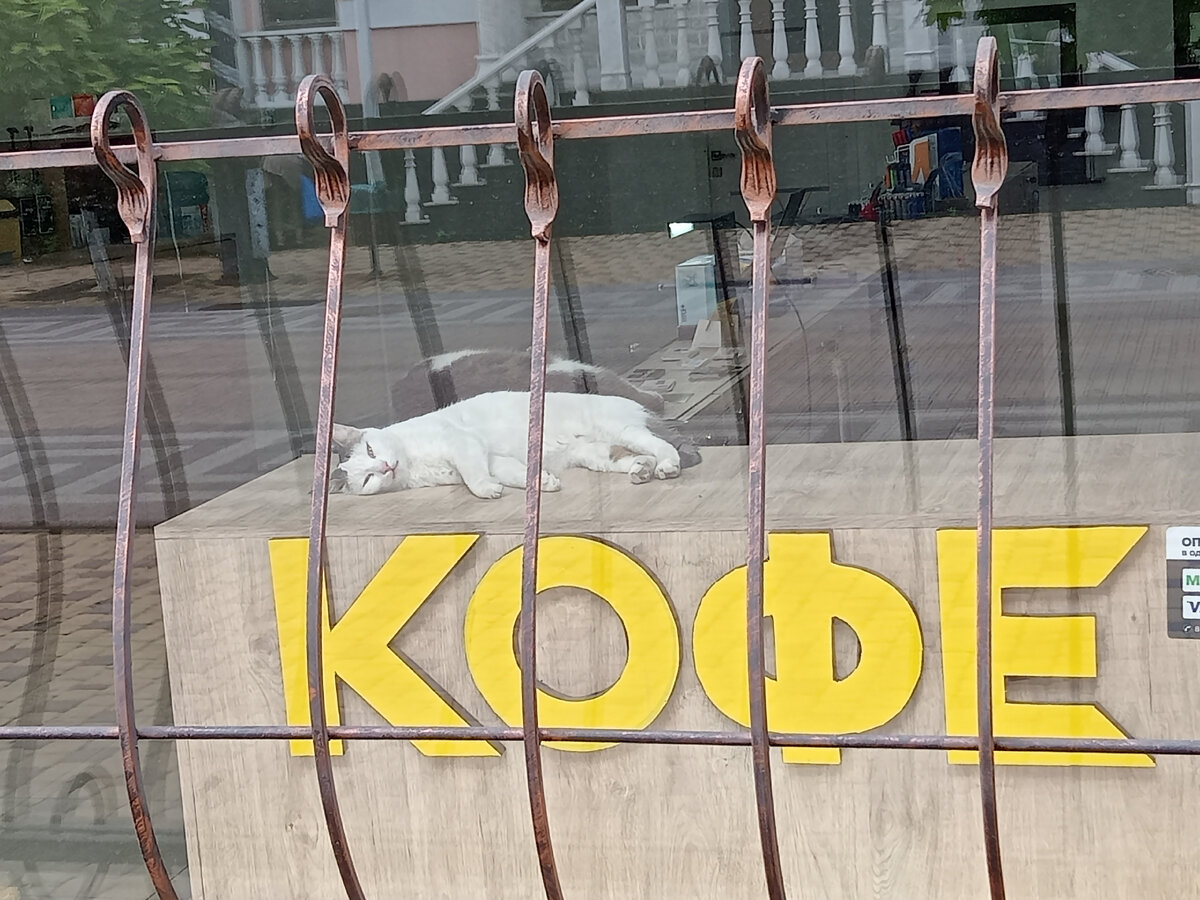Будь как котик - он не боится осуждения