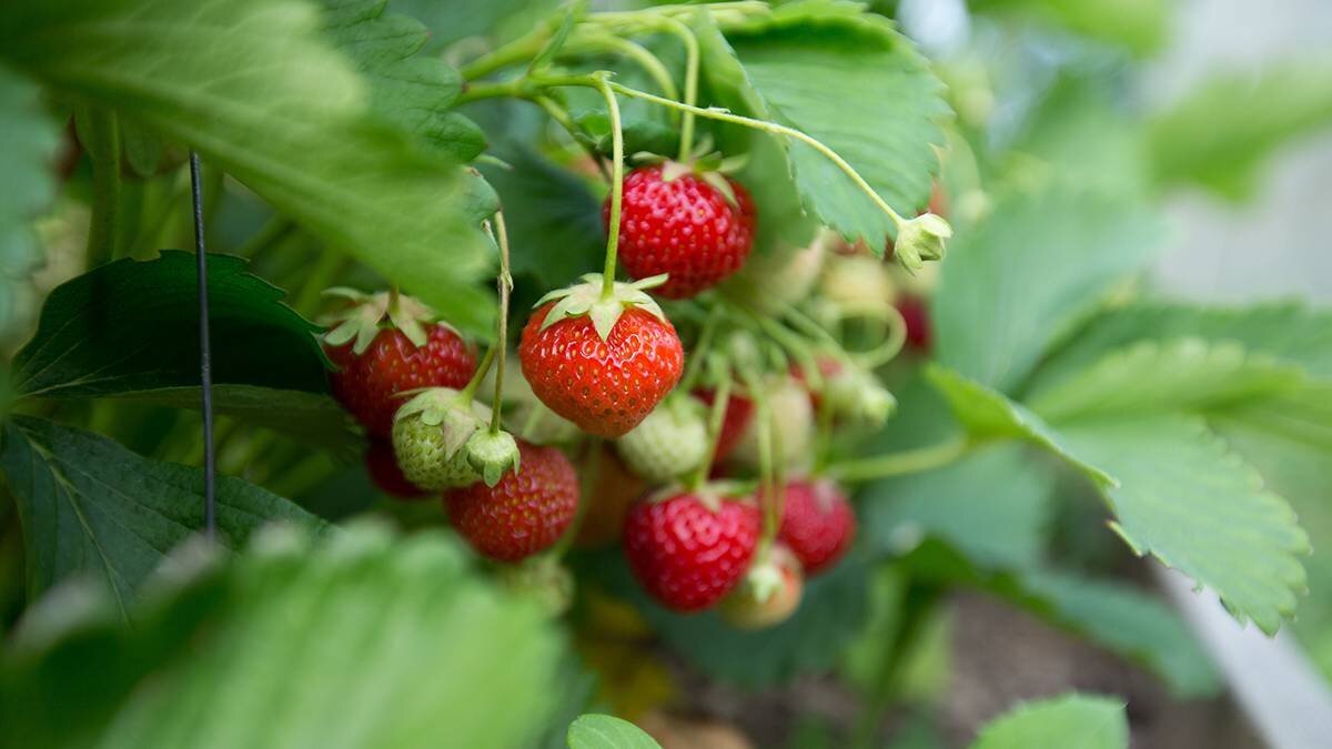    Фото: Shutterstock