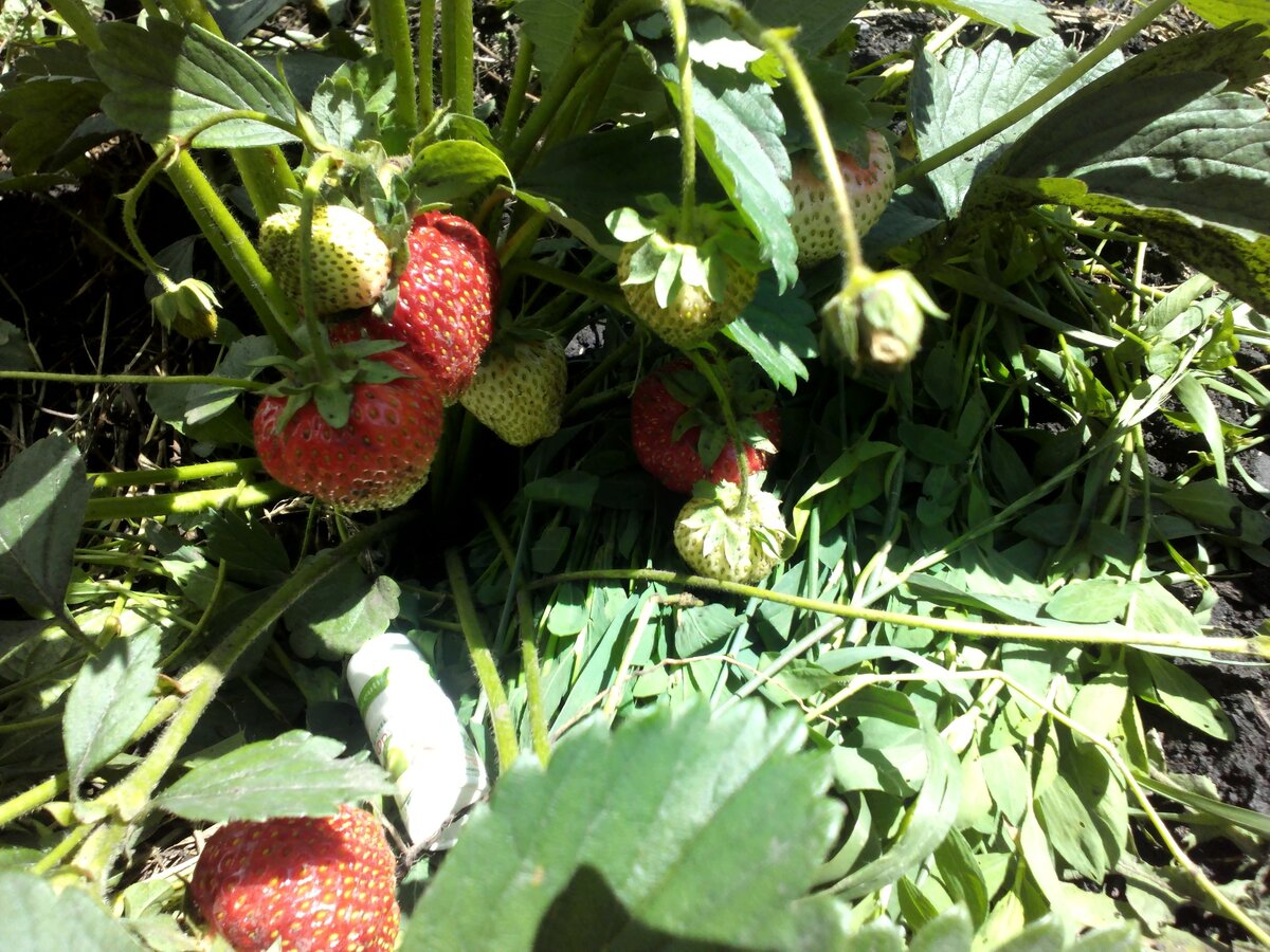 Зреет земляника садовая