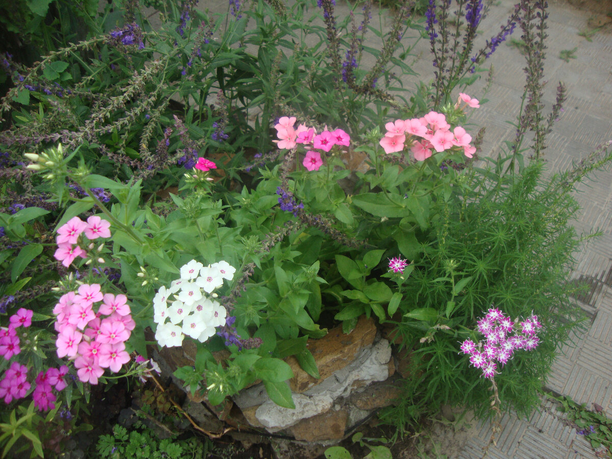 Начинает цвести однолетний флокс в каменном вазоне.