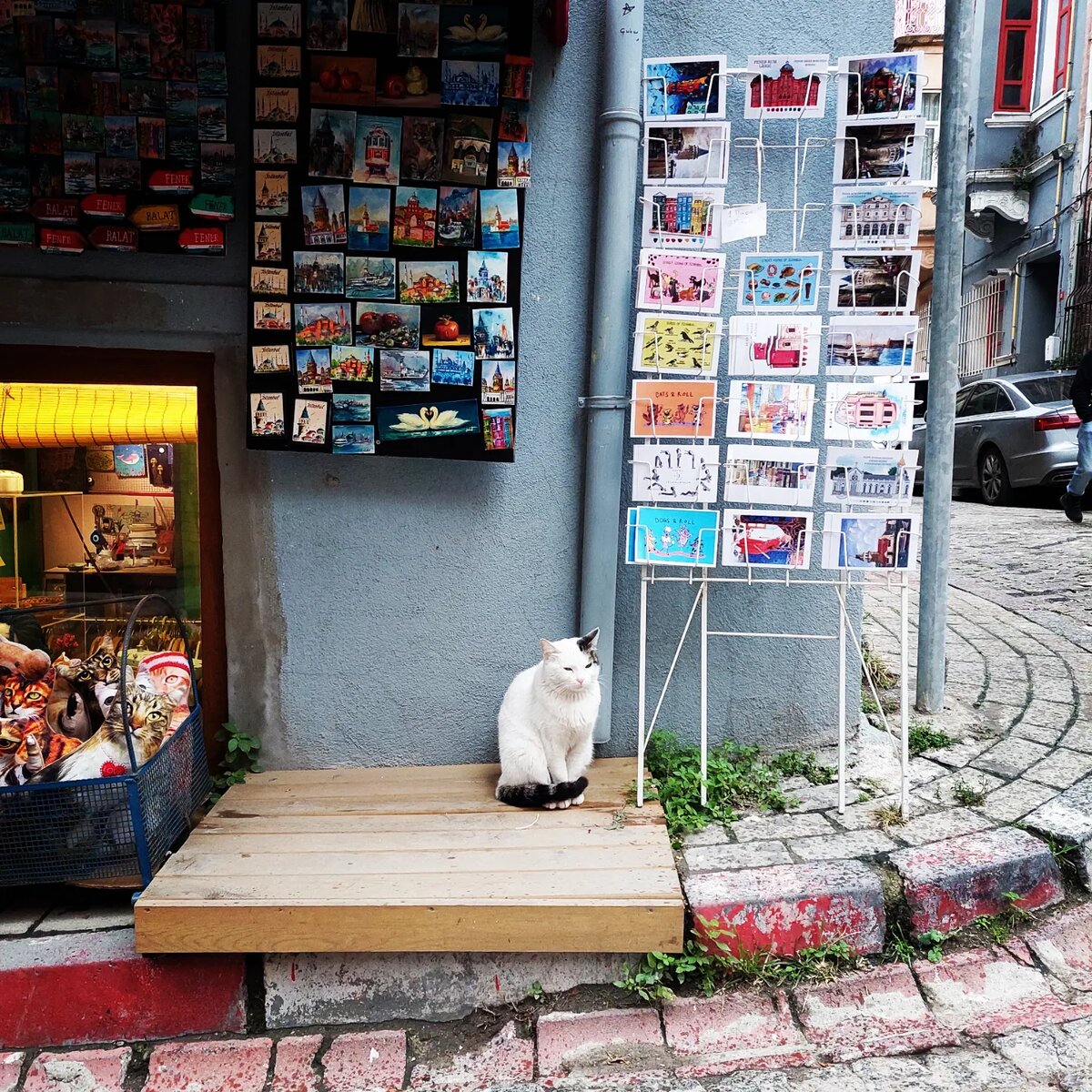 Котик следит за порядком на улице. Листайте в право, там еще немного котиков Стамбула.