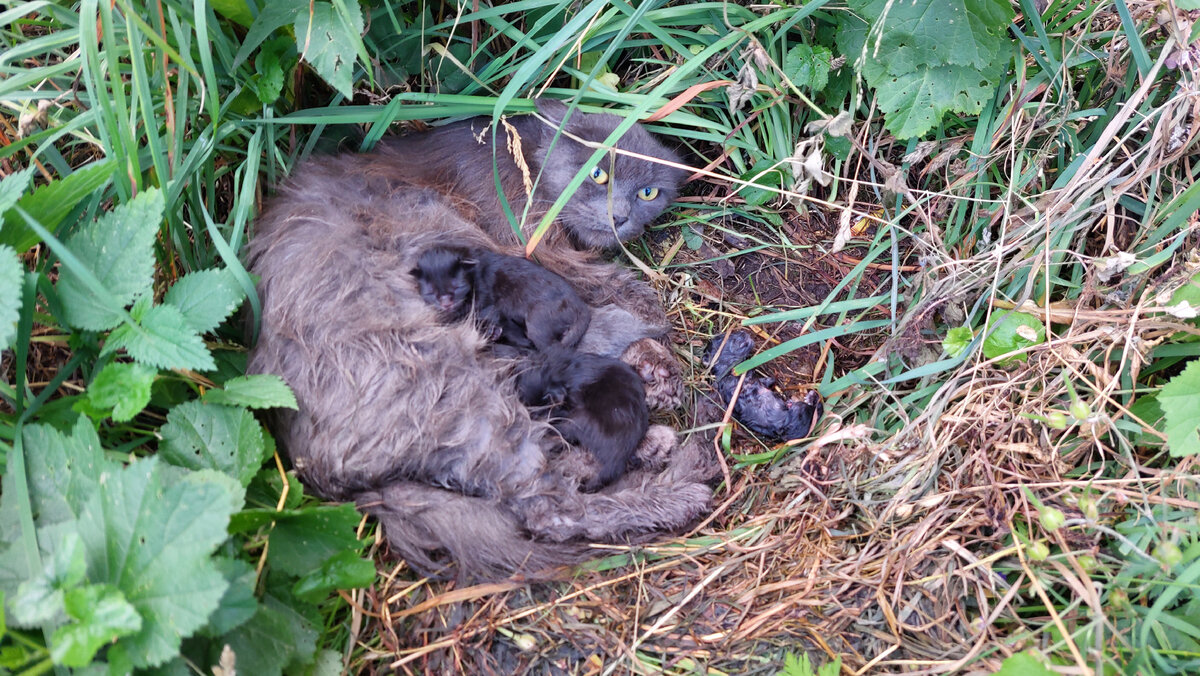 Котят было шесть, но для одного это утро стало последним | Любовь ...