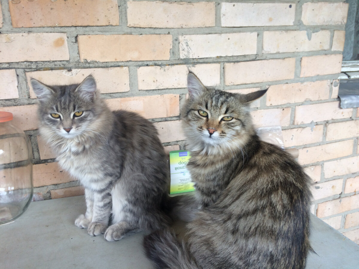 Мохнатые вымогатели вкусненького, Вот попробуй не угостить их !