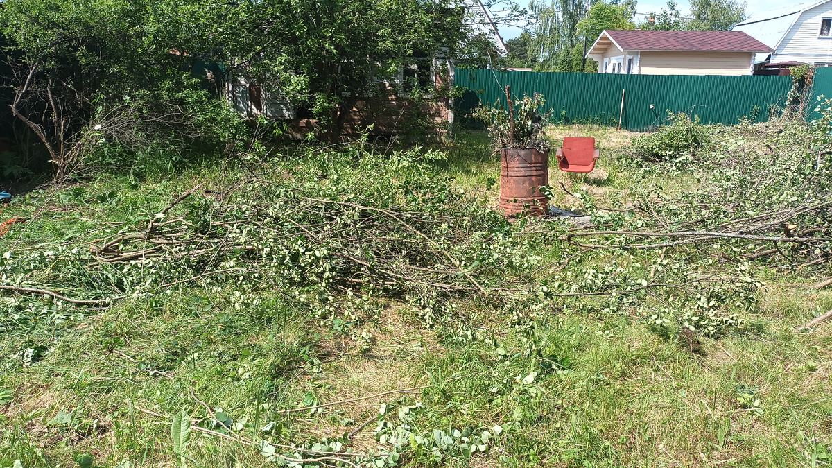 Очень много деревьев 