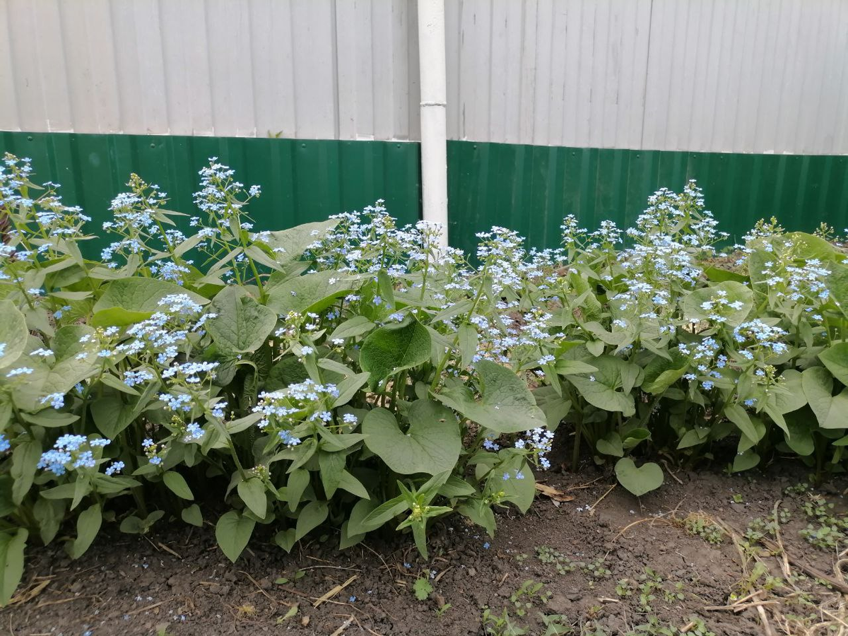 Фото цветущей бруннеры 