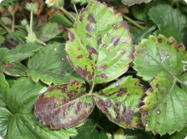    Чем опасна белая пятнистость клубники и как с ней бороться?