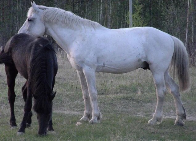 Фото автора. Кони в Урае