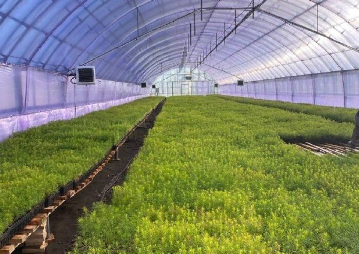 Фото: сайт компании "Ванинский центр лесовосстановления". В таких теплицах выращивают деревья