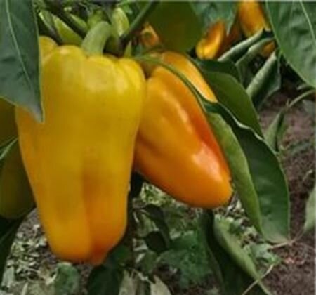 удобрение для перца