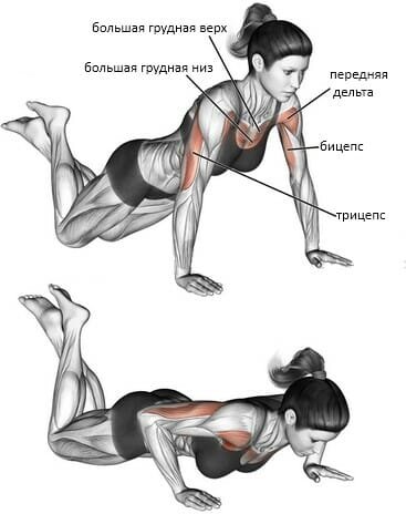 Отжимания на коленях.