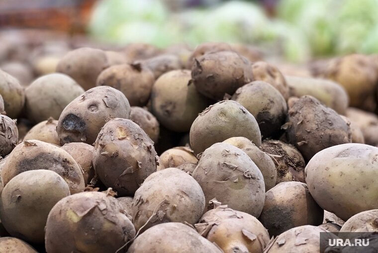    Картофельная нематода может распространяться десятком разных способов, в том числе и на обуви человека