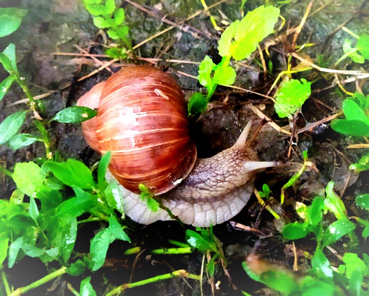 Улитка в качестве иллюстрации работы поликлиники