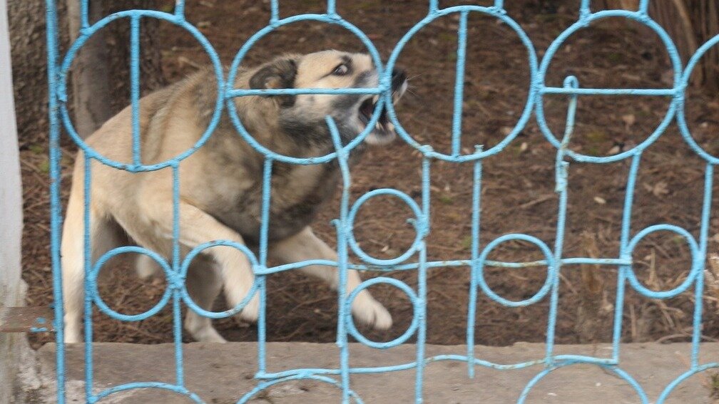     За полгода в Хакасии животные покусали 892 человека. У двух животных лабораторно подтвердили диагноз «бешенство». Роспотребнадзор Хакасии рассказал, как не заразиться смертельной болезнью.