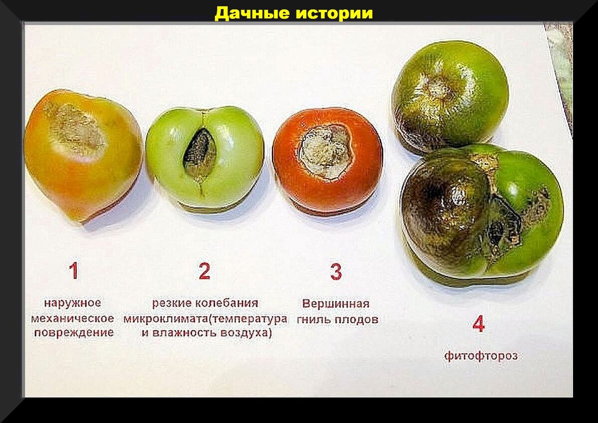 Вершинная гниль томатов фото описание и лечение