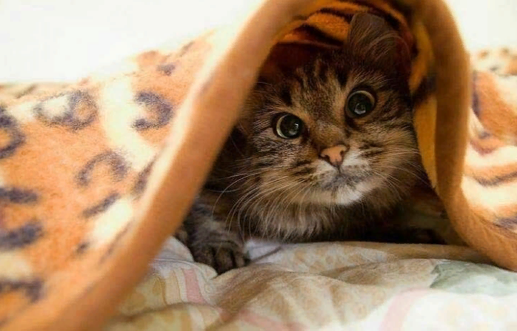Что было бы, если бы кошки умели говорить? Высказали бы то, что они о нас думают, конечно! Жаль, что это всего лишь моя фантазия.-4