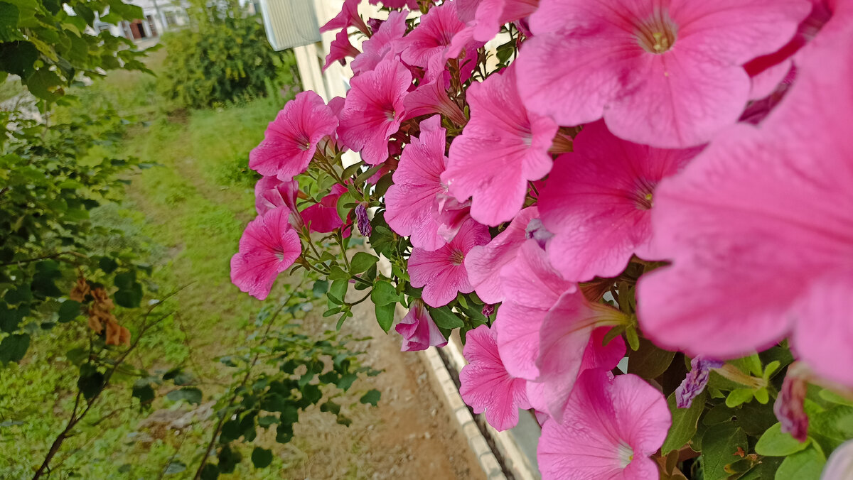 ������� E3 Easy Wave Pink Cosmo �� ������� �����