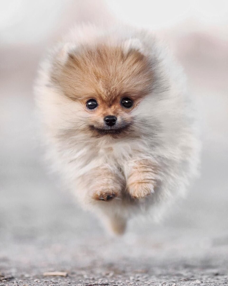 Летящей походкой