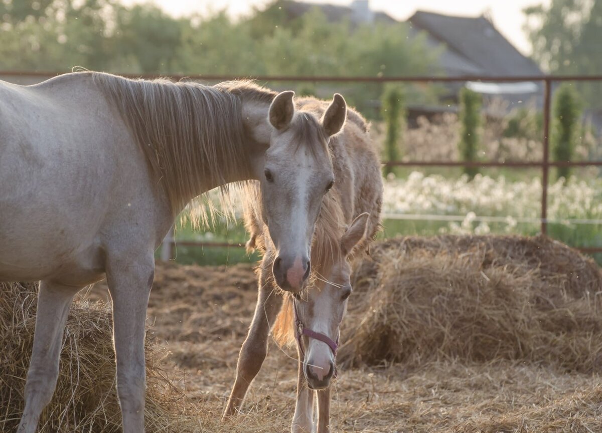 Озорница с Тотошкой через несколько дней после урагана.