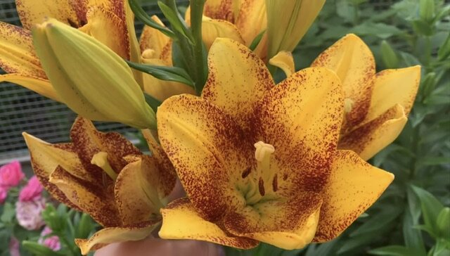 Возможно Лилия азиатская Еллоу Браш