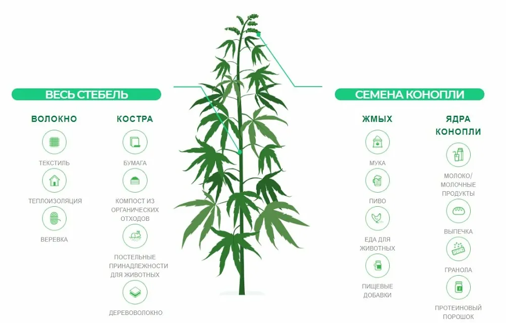 Как можно подписать тгк. Конопля матёрка Посконь. Строение марихуаны. Стебель конопли.
