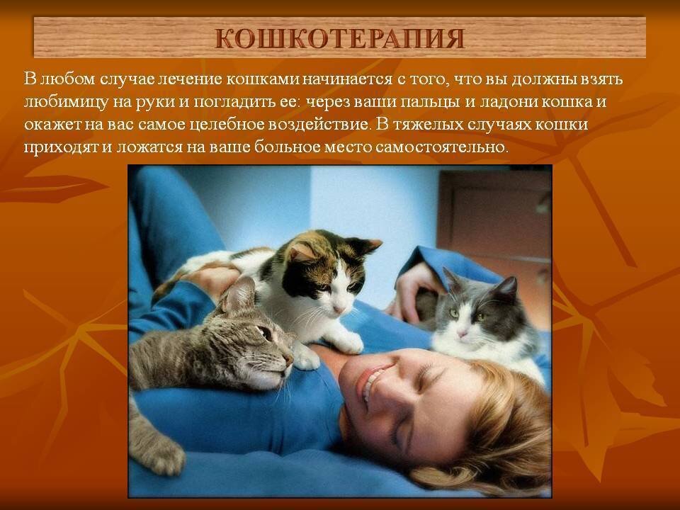 Качества кошки в человеке. Кошки лечат. Фелинотерапия. Кошка лечит человека. Терапия кошками.