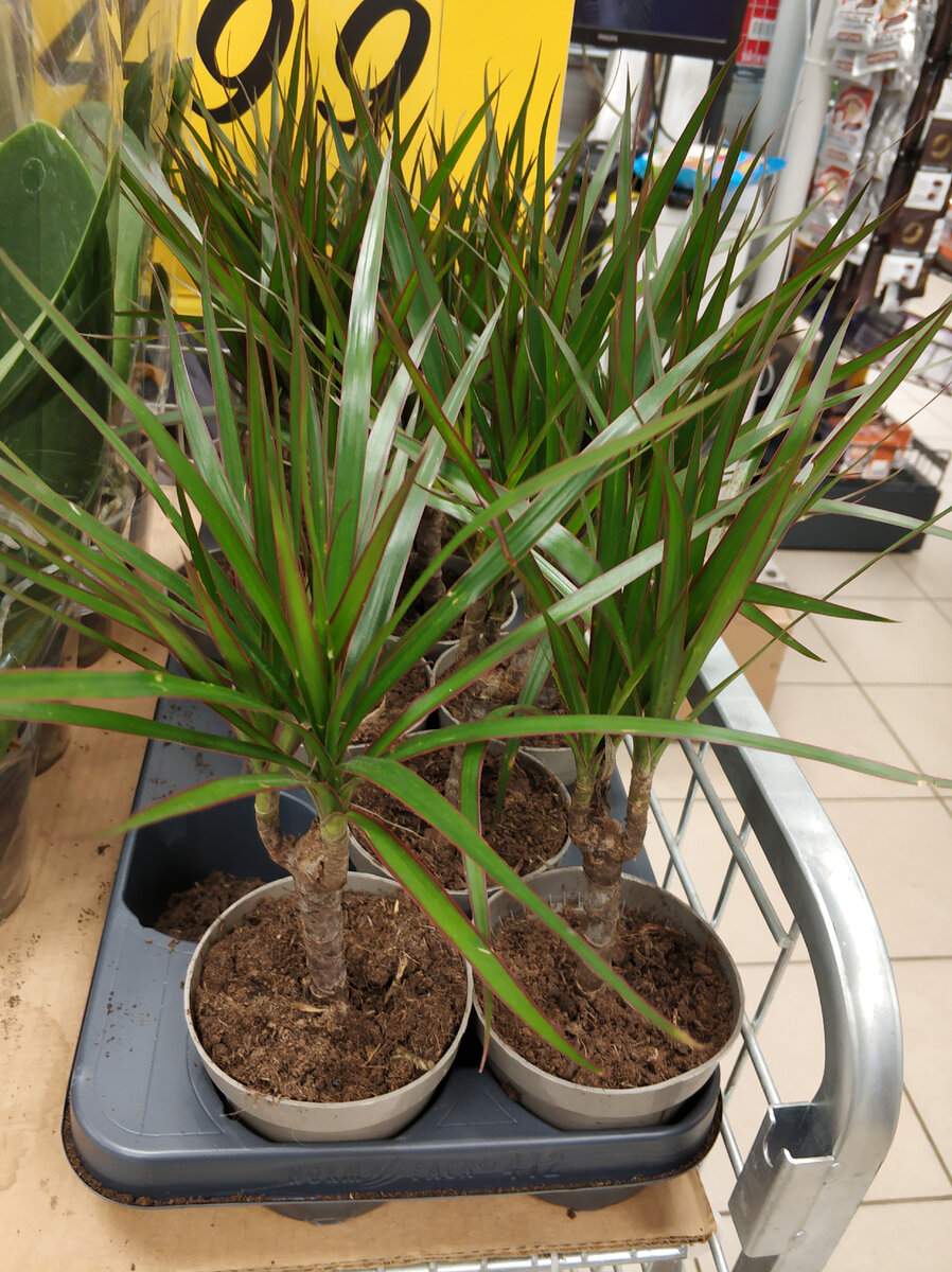 Удачно зашла! в МАГНИТ появились классные новинки посуды и продуктов и ...