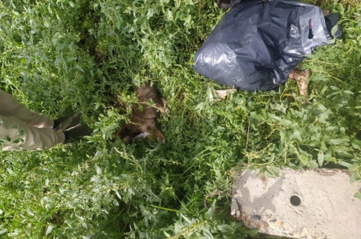    В Оренбурге на свалке нашли щенков