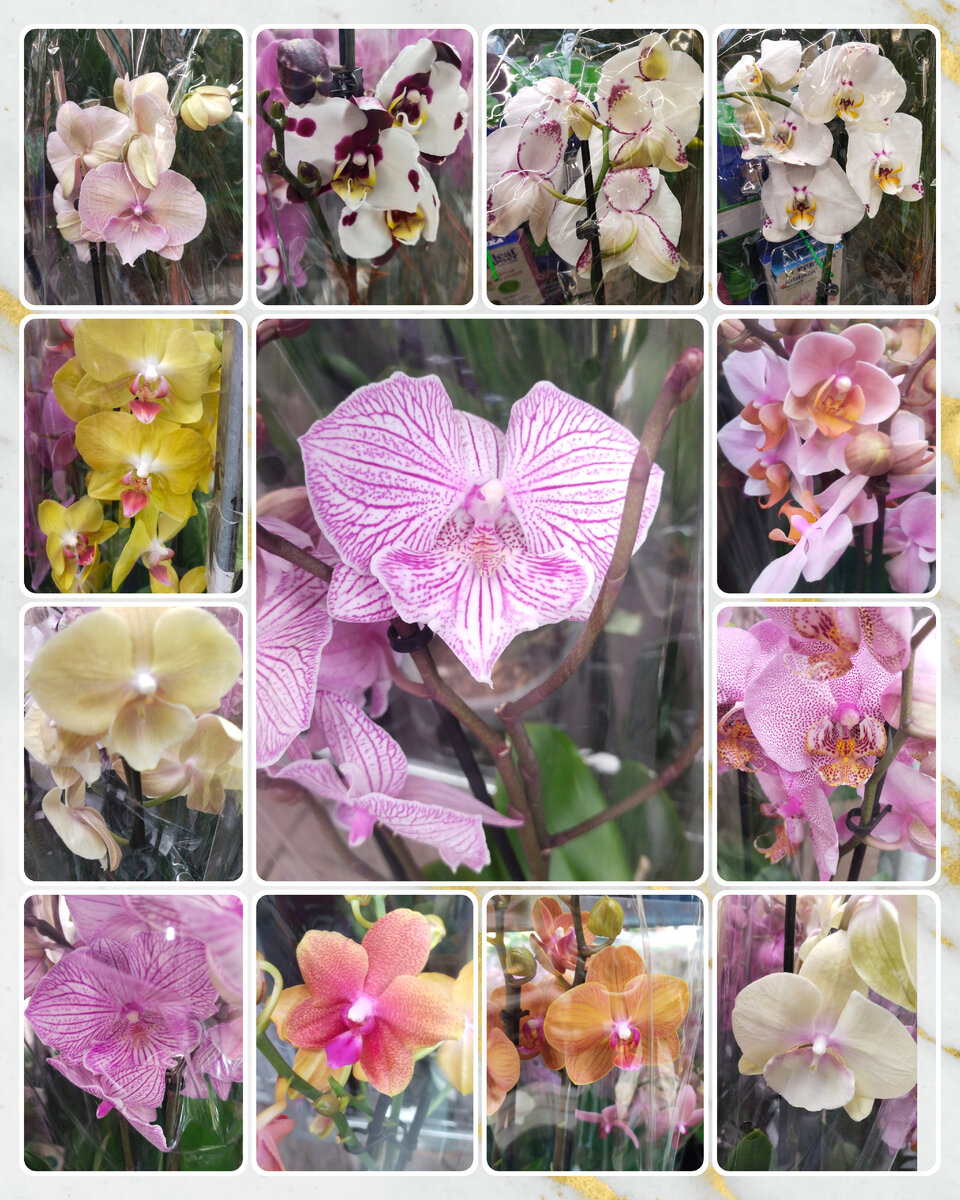 В галерею добавила индивидуальные фото, чтобы вы смогли рассмотреть эти цветочки получше.