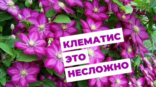 Уход за клематисом