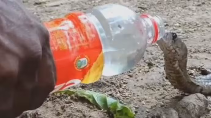 Челла поит кобру водой.