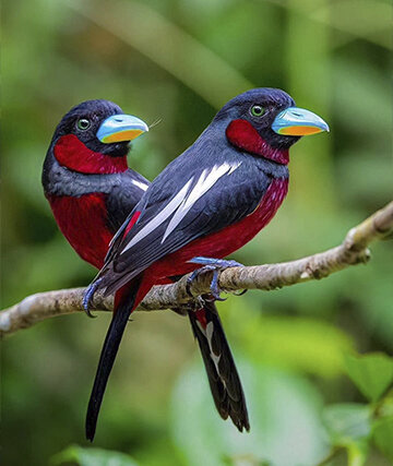 Краснобрюхий рогоклюв