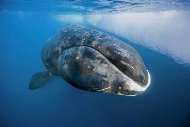    Гренландский кит / ©Paul Nicklen/National Geographic Creative
