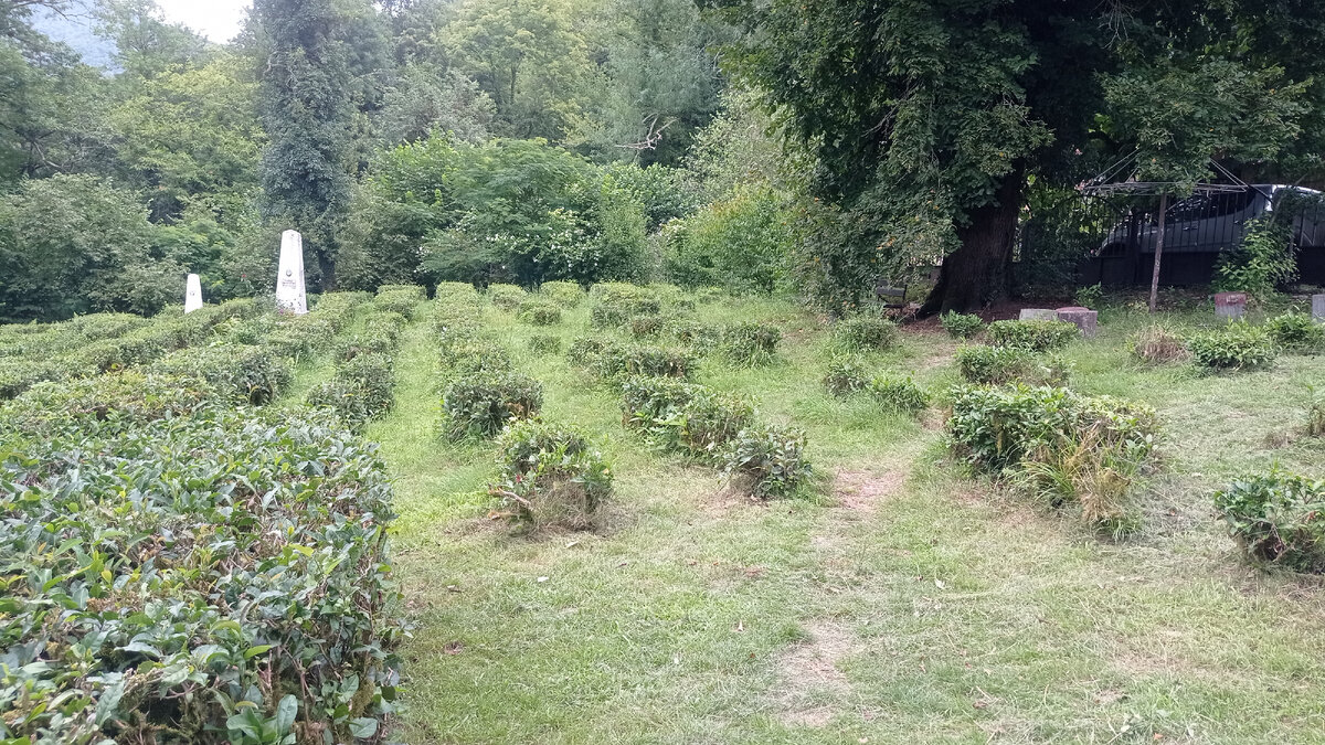 Плантация чая и могила И.Кошмана