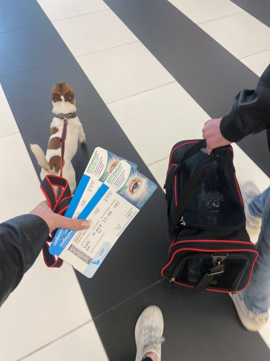 Так выглядит переноска в сложенном виде,ничего необычного 😇