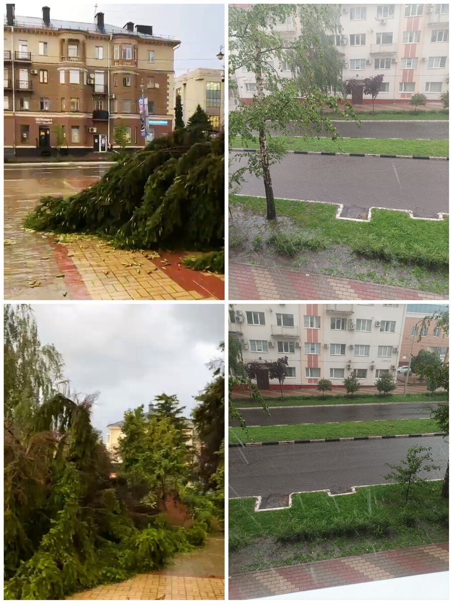 Как можно было перевернуть огромную ель, причëм "выдрать" еë с корнем - загадка.