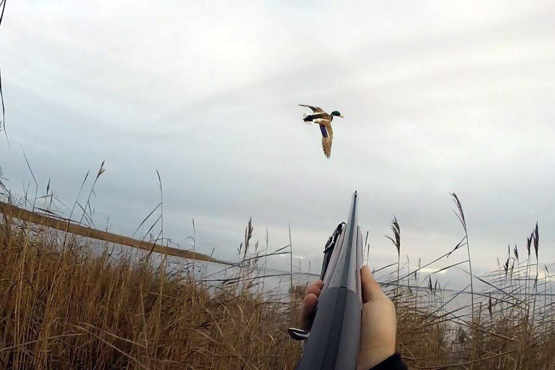 Ответственный выстрел - залог чисто битой дичи