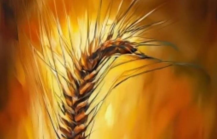    ВАЖНО: грибные болезни зерновых!