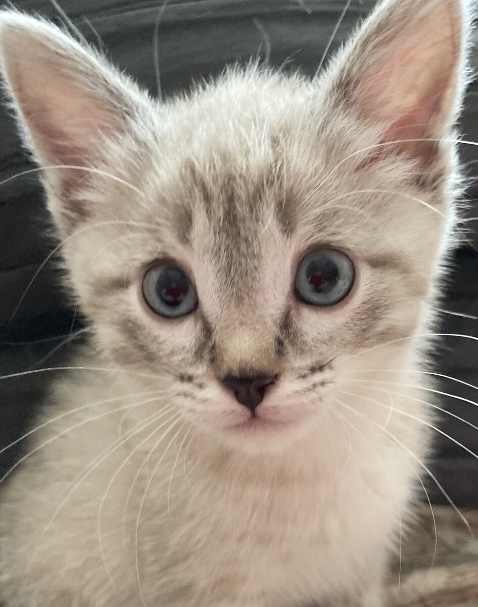 Моя мордочка в то время немного напоминала крысиную