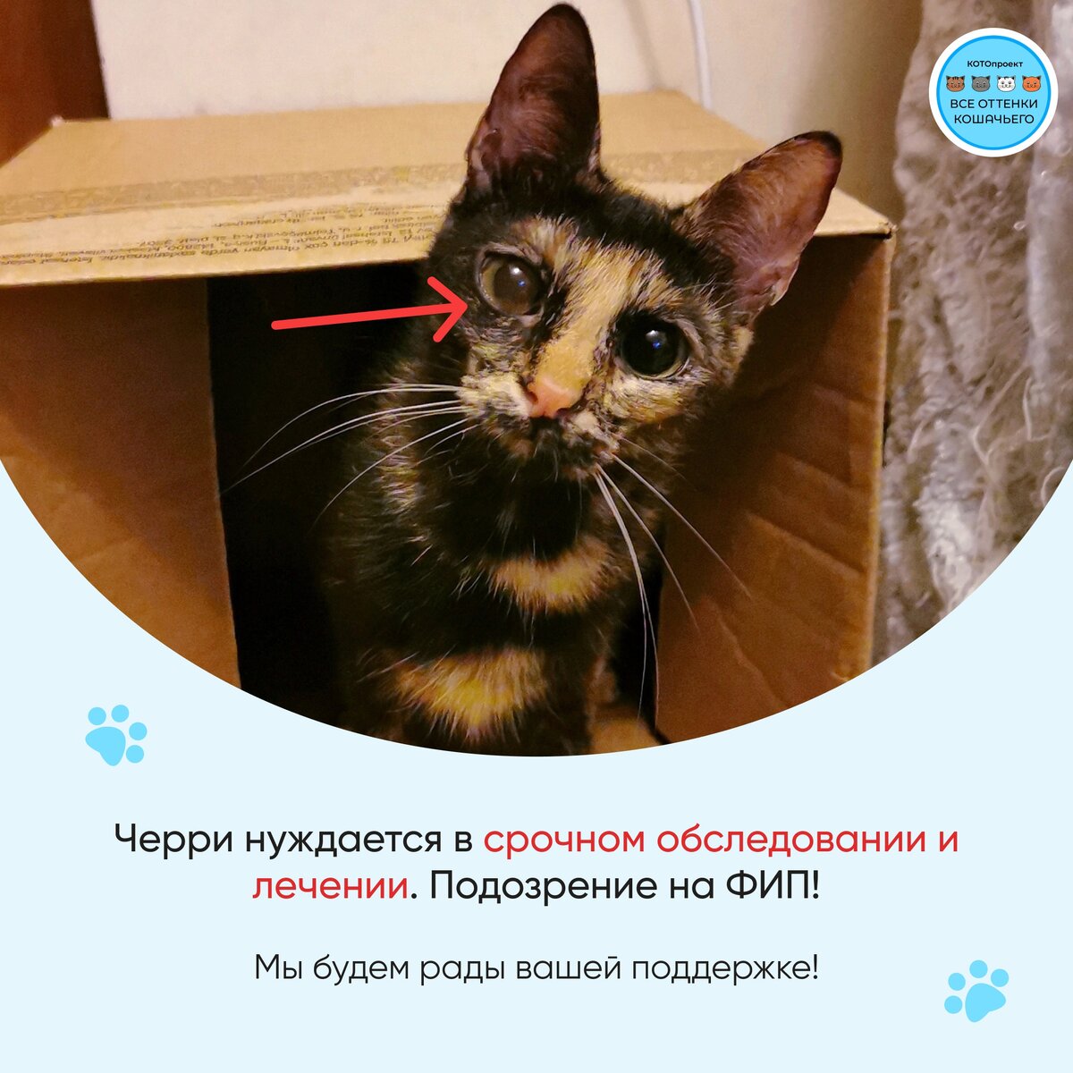 © ВСЕ ОТТЕНКИ КОШАЧЬЕГО. На фото Черри в настоящее время. 